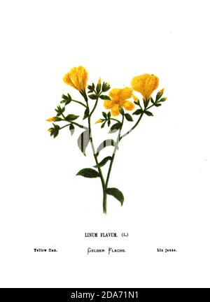 Gelber oder goldener Flachs (Linum flavum) aus dem Buch Wilde Blumen des Heiligen Landes: 54 in Farben gedruckte Tafeln, gezeichnet und gemalt nach der Natur. Von Mrs. Hannah Zeller, (Gobat); Tristram, H. B. (Henry Baker), und Edward Atkinson, veröffentlicht in London von James Nisbet & Co 1876 auf weißem Hintergrund Stockfoto