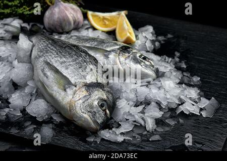 Roh frisch Bio dorado oder Seebrasse auf Eiswürfeln auf schwarzem Schiefer, Stein oder Beton Hintergrund. Stockfoto