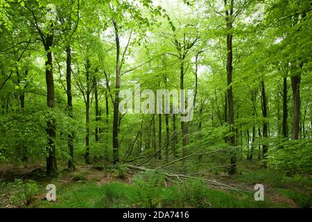 Ein gefallener Zweig in einem Buchenwald bei Stockhill Wood in den Mendip Hills, Somerset, England. Stockfoto