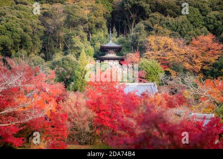 Eikando Zenrinji Tempel mit rotem, gelbem Ahorn-Teppich in der höchsten Herbstfarbe Ende November in Kyoto, Japan. Berühmtes Wahrzeichen, um Herbst l zu sehen Stockfoto