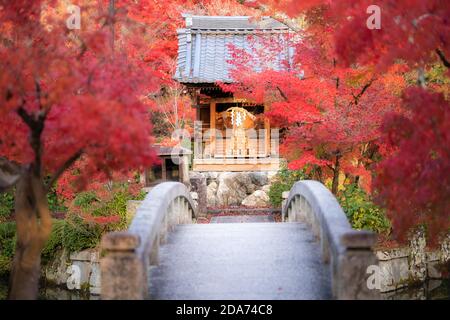 Eikando oder Eikan-do Zenrinji Schreinfarten und Brücke mit rotem, gelbem Ahorn-Teppich im höchsten Fall Laub Farbe Ende November in Kyoto, Japan. F. Stockfoto