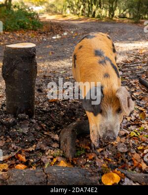 Oxford Sandy und Black Spoted Schweinejagd während der ausgedehnten Pfannagesaison. Ein milder Herbsttag in einem kurzen indischen Sommer Mitte November. Wetter: Ogdens, Frogham, Fordingbridge, New Forest, Hampshire, Großbritannien, 10. November 2020. Stockfoto