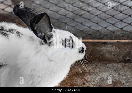 Ein niedliches kleines weißes Kaninchen mit schwarzen Flecken und roten Augen. Stockfoto