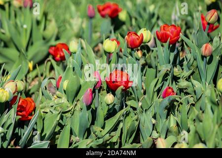 Rote Tulpen, grüne Knospen wachsen auf dem Rasen. Nahaufnahme. Ein guter Hintergrund für eine Website über Blumen, Blumenzucht, Kunst. Stockfoto