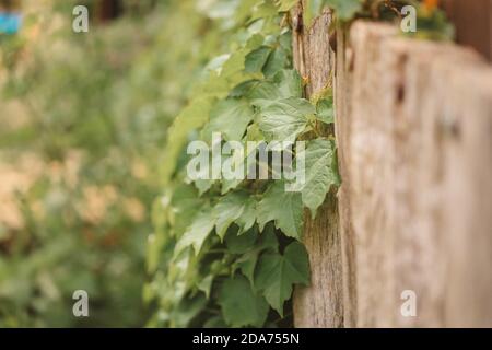 Boston Ivy Creeper Pflanze wächst über rustikalen Holzzaun Stockfoto