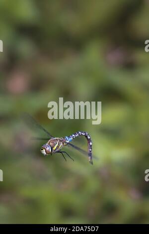 Migrationshintergrund Hawker Libelle im Flug Stockfoto