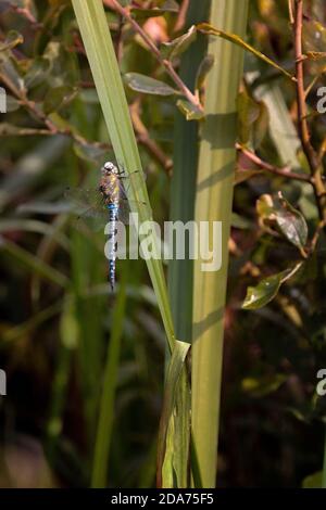 libelle ruht auf Lesevorgängen Stockfoto