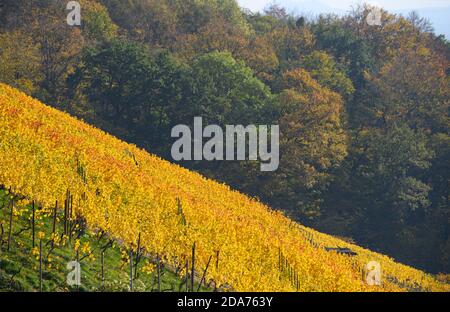 Dresden, Deutschland. November 2020. Blick auf herbstlich gefärbte Reben im Dresdner Stadtteil Pillnitz. Quelle: Robert Michael/dpa-Zentralbild/dpa/Alamy Live News Stockfoto