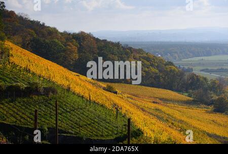 Dresden, Deutschland. November 2020. Blick auf herbstlich gefärbte Reben im Dresdner Stadtteil Pillnitz. Quelle: Robert Michael/dpa-Zentralbild/dpa/Alamy Live News Stockfoto