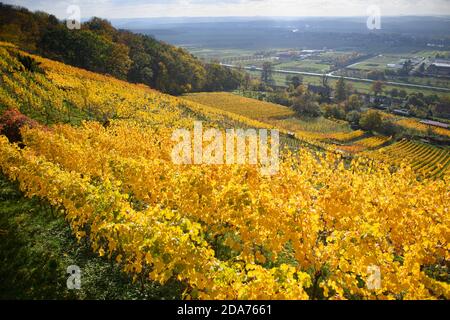 Dresden, Deutschland. November 2020. Blick von oben auf herbstlich gefärbte Reben im Dresdner Stadtteil Pillnitz. Quelle: Robert Michael/dpa-Zentralbild/dpa/Alamy Live News Stockfoto