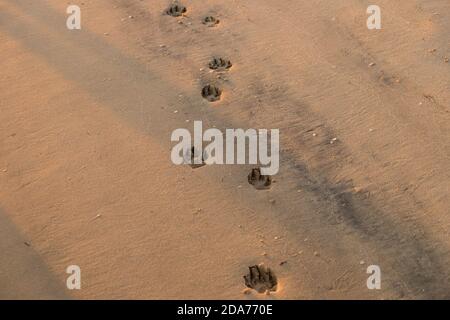 Mann, der am Sandstrand läuft und Fußspuren im Sand hinterlässt Stockfoto