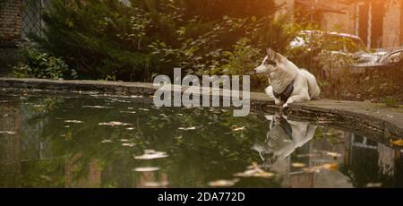 Schöne weiße Husky Ruhe beim Liegen am Rande des Teiches. Großer Hund spiegelt sich im Wasser an sonnigen Tag Stockfoto