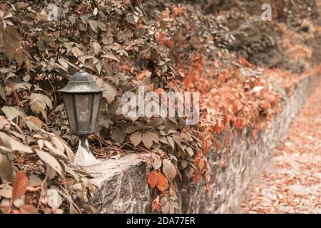 Straßenlaterne auf steinerner Bordsteinkante mit Efeu bewachsen. Warmer Herbst in der Stadt. Getöntes Bild. Abstrakter Hintergrund Stockfoto