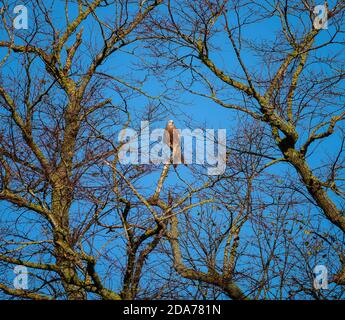 Red Kite Entspannung in einem Baum Stockfoto