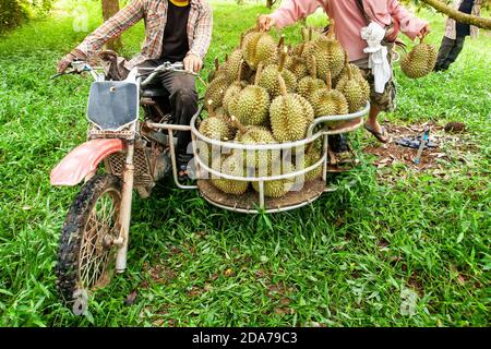 Motor-Dreirad in Obstgarten voller frischer Durian, der König der Früchte in Südostasien. Saisonale Durian-Frucht-Ernte. Stockfoto