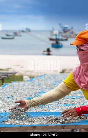 Eine Asiatin legt Makrelenschnäbel auf Netz zum Trocknen an Meer, Bucht und traditionellen Fischerbooten im Hintergrund. Südthailand. Stockfoto