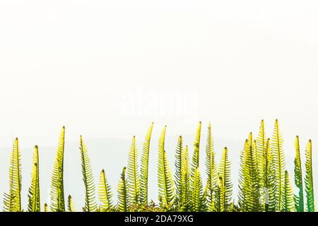 Frische grüne Farnblätter wachsen auf einer Bergspitze, Berge verschwimmen im Hintergrund. Selektiver Fokus. Stockfoto