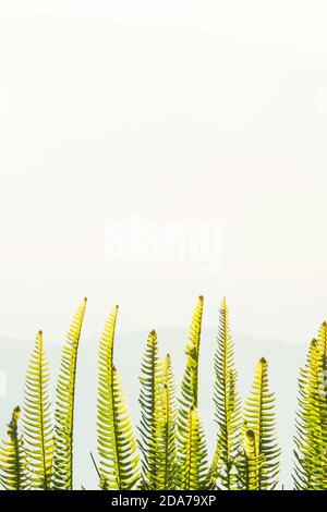 Frische grüne Farnblätter wachsen auf einer Bergspitze, Berge verschwimmen im Hintergrund. Selektiver Fokus. Stockfoto