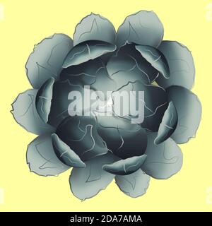 Ein grauer Kaktus, wie eine Blume, ein Blick von oben. Stock Vektor