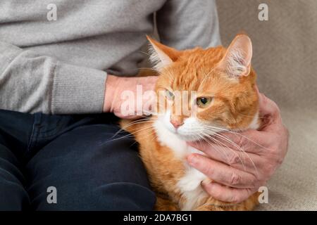 Eine Erwachsene große rote Katze sitzt auf der Couch neben ihrem Besitzer, ein erwachsener Mann. Horizontale Ausrichtung, selektiver Fokus. Stockfoto