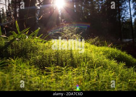 Detail von grünem Moos im Wald. Nahaufnahme Stockfoto