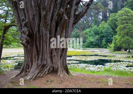 Riesiger Baum mit verwitterter Rinde in der Nähe des Sees in Valdivia, Chile Stockfoto