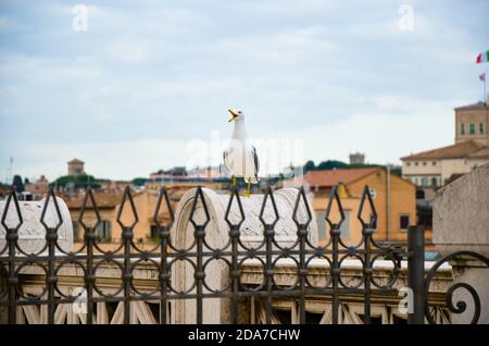 Möwe auf der Aussicht über dem historischen Zentrum von Rom. Möwe steht über den Dächern von Roma Stockfoto