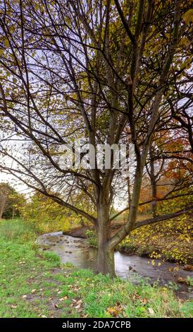 Figgate Burn führt den ganzen Weg nach Portobello, Edinburgh, Schottland, Großbritannien Stockfoto