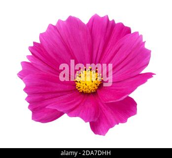 Rosa Kosmos Blume (Kosmos bipinnatus) isoliert auf weißem Hintergrund. Blick von oben Stockfoto