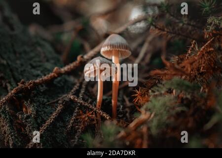 Pilze im Wald Stockfoto