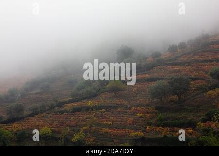 Weinberge in douro, portugal, während der Herbstsaison, in warmen Farben gekleidet, an einem nebligen Tag. Stockfoto