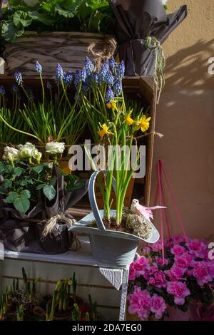 Erstaunliche Topfhyazinthen und Narzissen in einem Blumenladen auf einer Straße in Verona. Wundervolle Reise nach Italien im Februar Stockfoto