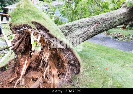 Die Wurzeln am Boden eines Baumes, der während eines Gewitters auf Long Island New York vom Boden gerissen wurde. Stockfoto