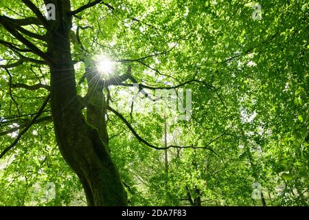 Sonnenlicht, das im Sommer in einem Laubwald durch üppig grüne Blätter auf einem Baum der Gemeinen Buche (Fagus sylvatica) scheint. Stockfoto