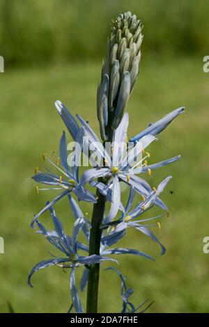 Spitze aus eisblauen Blüten von Camassia cusickii eine ornamentale Birne mit gelben Anthern, Berkshire, Mai Stockfoto