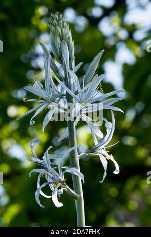 Spitze aus eisblauen Blüten von Camassia cusickii eine ornamentale Birne mit gelben Anthern, Berkshire, Mai Stockfoto