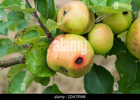 Codling Motte (Cydia pomonella) Austrittsloch auf einem reifen Bramley Kochen Apfel auf dem Baum, Berkshire, August Stockfoto