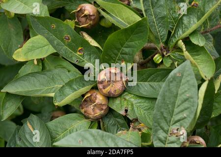 Gemeine Mispel (Mespilus germanica) Baum mit Früchten und Läsionen von Wacholder oder Birnenrost (Gymnosporangium sabinae) August Stockfoto