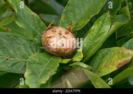 Frucht eines gemeinen Mispellanbaumes (Mespilus germanica) voll entwickelt, aber vor dem Bletting, Berkshire, August Stockfoto