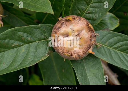 Frucht eines gemeinen Mispellanbaumes (Mespilus germanica) voll entwickelt, aber vor dem Bletting, Berkshire, August Stockfoto