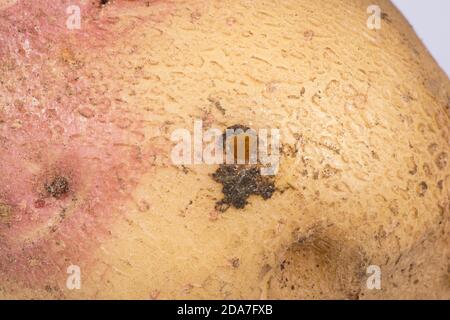 Budapest oder kielige Schnecke (Milax budapestensis) ein- und Ausgangs-Loch in einer Kartoffelknolle, invasive Schädlingsarten, Berkshire, September Stockfoto