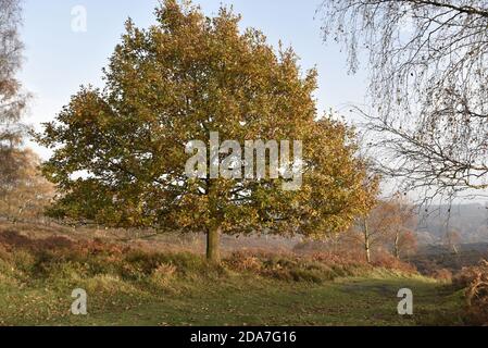 Common Oak Tree, Quercus robur, auf Cannock Chase in Staffordshire, England, in der Herbstsonne Stockfoto