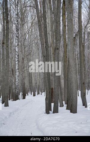 Neu Schnee auf Baum im Wald am Wintertag Stockfoto