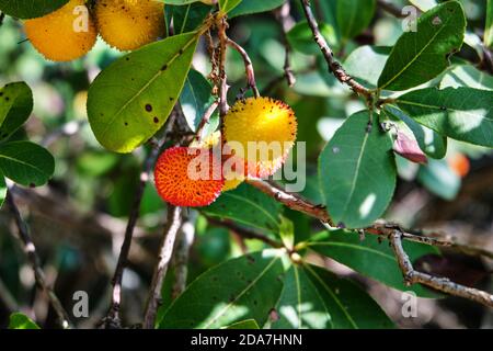 Nahaufnahme von Arbutus unedo, Erdbeerbaum Früchte im Wald von Sardinien, Italien Stockfoto