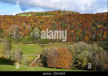 Arundel West Sussex UK 10. November - Wanderer genießen die warme Sonne und schöne Herbstfarben rund um Arundel Park in West Sussex heute als der Südosten in wärmeren als normale Temperaturen für die Zeit des Jahres baden . : Credit Simon Dack / Alamy Live News Stockfoto