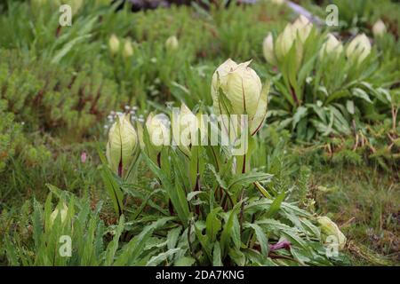 Blume des Himalaya Brahma Kamal wissenschaftlicher Name Saussurea obvallata. Saussurea obvallata ist eine blühende Pflanze der Asteraceae. Stockfoto