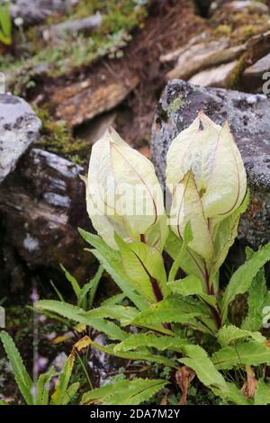 Blume des Himalaya Brahma Kamal wissenschaftlicher Name Saussurea obvallata. Saussurea obvallata ist eine blühende Pflanze der Asteraceae. Stockfoto