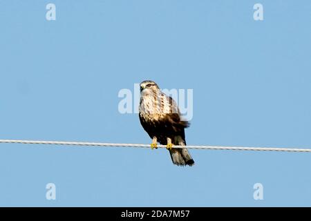 Grober Falke juvenile Stockfoto