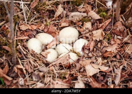 Weiße Eier von wilder Ente liegen im Nest im Wald. Wildvogel Lebensraum und neues Leben. Zuhause für frisch neugeborenes Huhn. Saisonales Frühlingsleben in der Natur Stockfoto