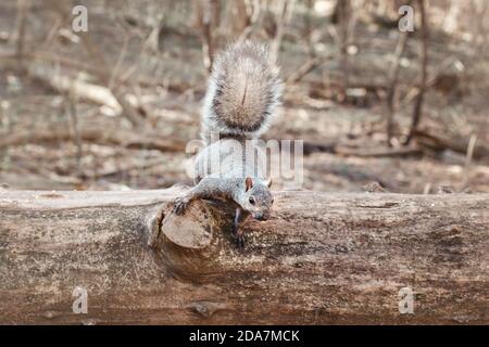 Graues fette Eichhörnchen mit dicken großen pelzigen Schwanz sitzt auf Baum im Park draußen. Tier Wildhörnchen im Wald im Freien am Sommertag. Wunderschöne Tierwelt Stockfoto